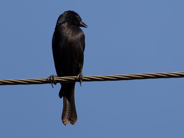 Glanskoevogel (Molothrus bonariensis)